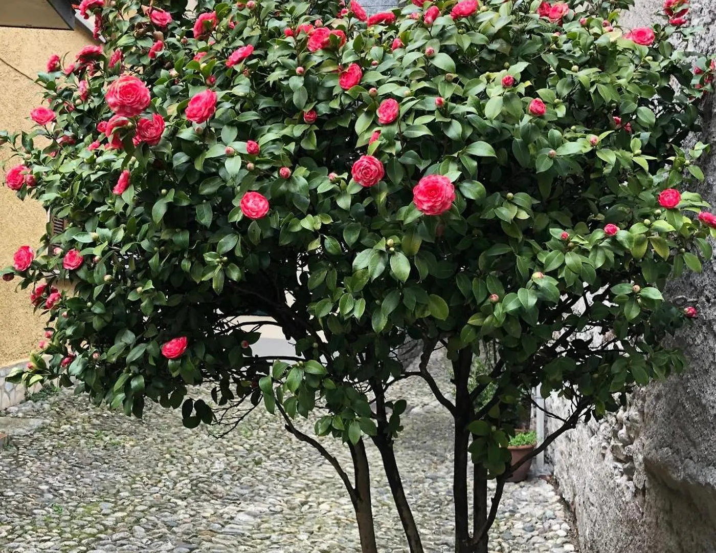 Casa Domaso Appartement